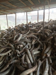 Bol à mâcher pour chien de grande taille de qualité supérieure en corne de buffle d'eau, directement de l'usine de corne d'agneau de premier plan en Inde - Product Image 2