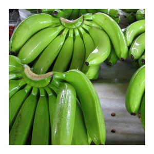 Bananes Cavendish vertes de haute qualité, fraîches de la ferme, produits naturels pour la transformation alimentaire et la distribution en gros - Product Image 1