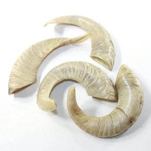 Shofar Auténtico de Cuerno de Carnero, Instrumento de Soplo Artesanal para Oración, Neha Enterprises, Culto Religioso, Sinagoga, Festival - Product Image 6