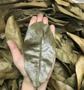 Hojas de Guanábana Secas al Sol para Mezclar en Té, Ingrediente Botánico, Suministro a Granel, Vietnam - Product Image 3