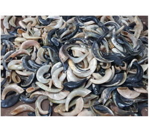 Shofar de Cuerno de Carnero Natural Hecho a Mano con Certificación Kosher, Forma Natural, Pulido Tradicional, Ritual Judío, Ecológico, Judaica - Product Image 1