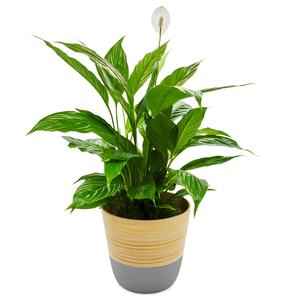 Panier en bambou classique de haute qualité, écologique, pour plantes d'intérieur, idéal pour les arachides – Vente en gros - Product Image 6