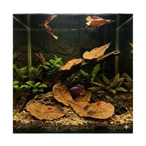 Feuilles de Catappa indiennes séchées naturelles | Feuilles d'amande pour aquarium, bassin à poissons, soin des Bettas et des crevettes | 21-25 cm | Paquet de 250 - Product Image 5