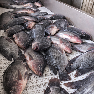 PESCADO DE TILAPIA NEGRO CONGELADO DE PRIMERA CALIDAD / PRODUCIDO DE MANERAS SOSTENIBLES / EMBALAJE PARA EXPORTACIÓN A GRANEL / Sra. Alina - Product Image 3