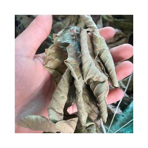 Feuilles de goyavier séchées très demandées pour la préparation de boissons rafraîchissantes, le thé et la préparation d'extraits alimentaires commerciaux - Product Image 3