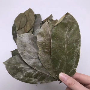 Dried Soursop Leaves (Graviola) – Bulk, OEM & Herbal <b>Tea</b> Supplier Vietnam - Product Image 5