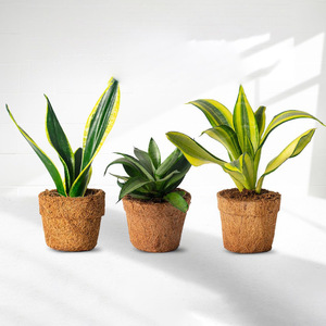 Maceta pequeña para cultivo de plantas, maceta de fibra de coco natural para cultivo hidropónico, precio más barato - Product Image 1