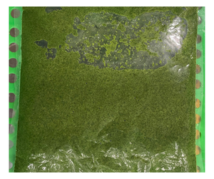 Feuilles de manioc congelées en vrac, fournisseur Vietnamien, feuilles de manioc congelées de qualité export pour le marché alimentaire africain, usage culinaire - Product Image 1