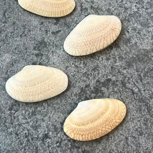 Coquillages naturels à prix avantageux, fournisseur vietnamien, coquilles de palourde plates pour artisanat, vente en gros - Product Image 5