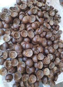 ทำด้วยมือ350มล. ทิ้งชามมะพร้าวขัดธรรมชาติย่อยสลายได้ปราศจากสาร BPA ออกแบบได้ตามต้องการสำหรับงานเลี้ยง - Product Image 3