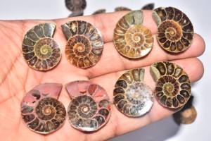 Cabochon d'Ammonite Fossile - Product Image 5