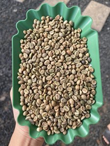 [Crop 25-26] <b>ROBUSTA</b> GREEN <b>COFFEE</b> <b>BEANS</b> Highest Quality For Roasting Wet Polish Process Packaged 60kg/PP - Product Image 4