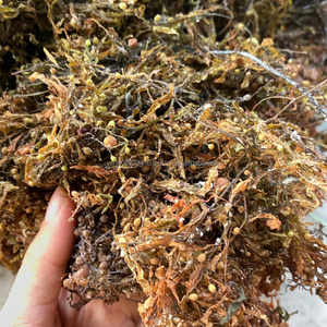 Algas Sargassum Secas 100% Puras de Binh Thuan, Vietnam, para Fertilizante y Alimento para Animales - KMI - Product Image 1