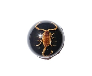 Escorpión Dorado, Espécimen Real, Cabujón de Plástico Redondo de 19x19 mm, Base Plana Negra para Manualidades y Joyería - Product Image 4