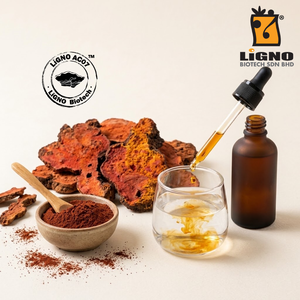 Antrodia Camphorata LiGNO AC07 Polvo Activo Crudo Suplemento Nutracéutico Vitalidad Certificado Halal Kosher Material OEM ODM - Product Image 1