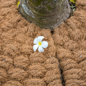 Alfombra de Fibra de Coco ECO2GO VIET NAM al por Mayor |   Malla de Fibra de Coco Tejida a Medida, Ecológica, Extra Gruesa para Jardines, Costas y Exteriores - Product Image 5