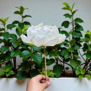 ดอกไม้ประดิษฐ์จากไม้โซล่ารูปดอกโบตั๋นธรรมชาติ ขนาดใหญ่ 15 ซม. ทำจากเส้นใยพืชเซสบาเนีย - Product Image 3