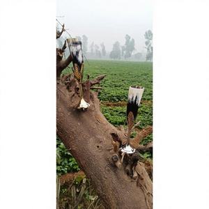 Taza/Vaso de Lujo para Camping, Ecológico, Apto para Lavavajillas, Estilo Americano, con Grabado, Tapa de Bambú, para Cerveza, Vino y Otras Bebidas - Product Image 6