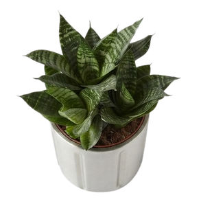 Jardinières décoratives argentées de taille moyenne pour plantes et fleurs, pots en métal pour l'intérieur et l'extérieur - Product Image 4