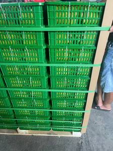 Idor Longan cultivado naturalmente de Vietnam, fruta dorada dulce para exportación, larga vida útil, empaquetado para consumidores globales - Product Image 4