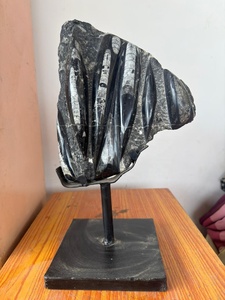 Vente en gros : Spécimen fossile d'Orthocéras naturel de haute qualité dans matrice, plaque d'ammonite, plaque de calmar fossile, pièce autoportante - Product Image 2