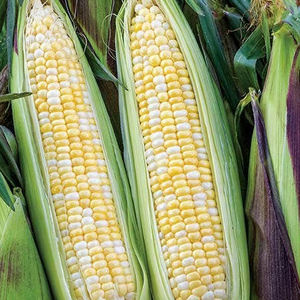 ข้าวโพดหวานออร์แกนิกสดใหม่จากสหราชอาณาจักร คุณภาพเยี่ยม บรรจุภัณฑ์ถุงขนาด 50 กก. - Product Image 1