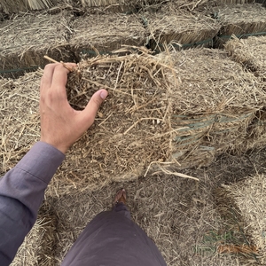 Premium BIGWANI Brand A+ Grade Peanut <b>Straw</b> Hay <b>Bales</b> High Fiber Animal Feed Fodder for Cattle Sheep 2 Year Shelf Life 8-12% - Product Image 5