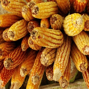 Maíz Amarillo Convencional de Primera Calidad para Alimentación de Ganado con Empaque Personalizado Disponible a Precio de Mayoreo para Exportación - Product Image 4