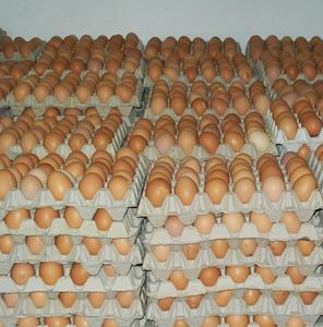 ไข่ไก่สีน้ำตาลธรรมชาติและไข่ขาว สดใหม่จากฟาร์ม พร้อมส่งออก ขายส่งจำนวนมาก ผลิตภัณฑ์ฟาร์มคุณภาพพรีเมียม - Product Image 4