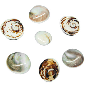 Operculum de Murex al por Mayor, Artesanía de Concha Natural de Alta Calidad, Hecho en Bélgica, Entrega Rápida - Product Image 2
