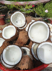 Aceite de Coco Orgánico Puro de Primera Calidad, 99% de Pureza, Fraccionado, Exportación a Granel de Vietnam - Product Image 5