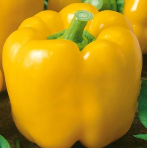 เมล็ดพริกหยวกมินิสีแดง เหลือง ส้ม รสหวานที่สุด - Product Image 2