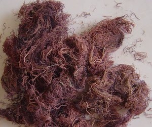 PREMIUM PURPLE SEAMOSS - VIETNAM MEJOR PRECIO y ALTA CALIDAD // Sra. Beatrix - Product Image 5
