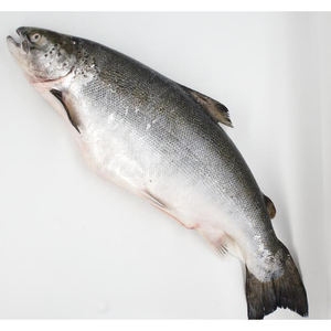 Salmón entero congelado/ Filete de salmón/ Cabeza de salmón en venta - Product Image 2