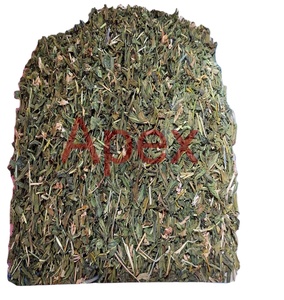 Feuilles de Rosea Vinca, feuille de cantharanthe, de roseeus, de Sadabahar - Product Image 1