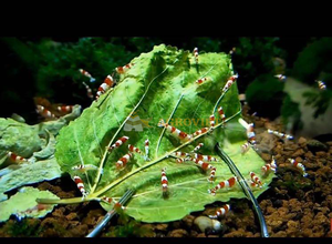 ผลิตภัณฑ์ดีท็อกซ์ร่างกายจากเวียดนามใบมัลเบอร์รี่อบแห้งจากธรรมชาติ100% - Product Image 5