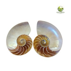 Concha de Nautilus de Alta Calidad, Concha Marina Natural en Espiral, Decoración de Lujo para el Hogar, Regalo Marino Coleccionable para Decoración de Interiores - Product Image 4