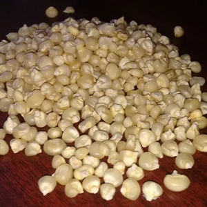 เมล็ดข้าวโพดขาวแห้ง ไม่เหนียว พันธุ์ทั่วไป ยี่ห้อ TZ453G อายุการเก็บรักษา 24 เดือน สำหรับอาหารคนและสัตว์ - Product Image 2