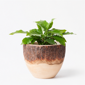 Maceta de Madera Ecológica Tallada a Mano para Decoración de Interiores de Oficina, Contenedor de Suculentas de Doble Tono Personalizado al Precio Más Bajo - Product Image 3