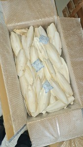Hueso de Sepia de Vietnam Producido para Suministro a Granel, Programas de Importación Internacional y Cooperación a Largo Plazo - Product Image 2
