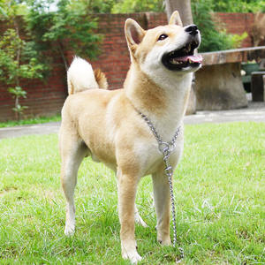 Colliers de dressage pour chien en fer massif soudé par points, durables et de qualité supérieure, pour les promenades en extérieur - Product Image 3