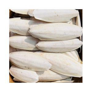 Premium Natural High Quality Dried Cuttlefish Bone for Animal/Pet/Bird/Aquaculture Feed GMO-Free Bulk Wholesale Vietnam Supplier - Product Image 3