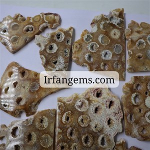 Tranches de corail fossile naturel polies, pierres précieuses semi-précieuses en vrac, formes et tailles variées, quartz de guérison, lot en gros - Product Image 5