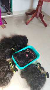ผมธรรมชาติแท้เกรดสูง - Product Image 2