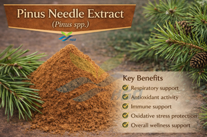 Suministro Directo de Fábrica HGO de Extracto Puro y Natural de Agujas de Pino (Pinus spp.) Extracto con Especificación de Grado Alimenticio en Proporción 10:1 - Product Image 2