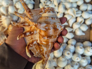 Coquille de Shankh Premium Naturelle Art Déco pour Pooja, Soufflage Spirituel, Décoration Rituelle, Vastu, Temple Domestique, Pack Multi-pièces - Product Image 2