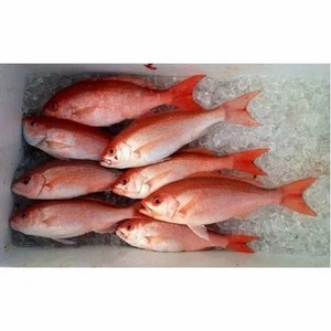 Poisson d'ormeau rouge congelé en gros, prix compétitif - Product Image 1