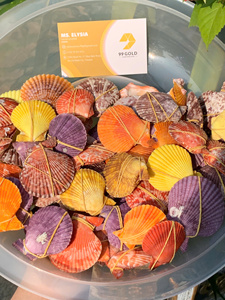 Coquille d'ormeau polie, coquillage naturel de 2-3 pouces, couleur sauge, vente en gros, fournisseur d'usine du Vietnam, artisanat en coquillages naturels sur mesure - Product Image 3