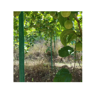แท่งไฟเบอร์กลาสเสริมแรงแบบกลวงสำหรับค้ำยันต้นเสาวรส - Product Image 1
