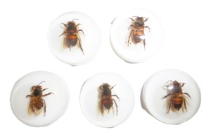 Cabujón de Plástico con Espécimen Real de Abeja, Redondo, 25x25 mm, Base Plana Blanca, para Manualidades y Joyería - Product Image 5